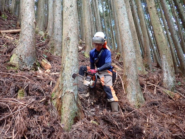 「カッコいい」に惹かれ 望月林業の松本祥吾さん  目指せ林業プロ 我が社のホープ